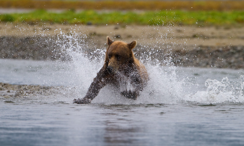 Grizzly Bear Chasing Salmon